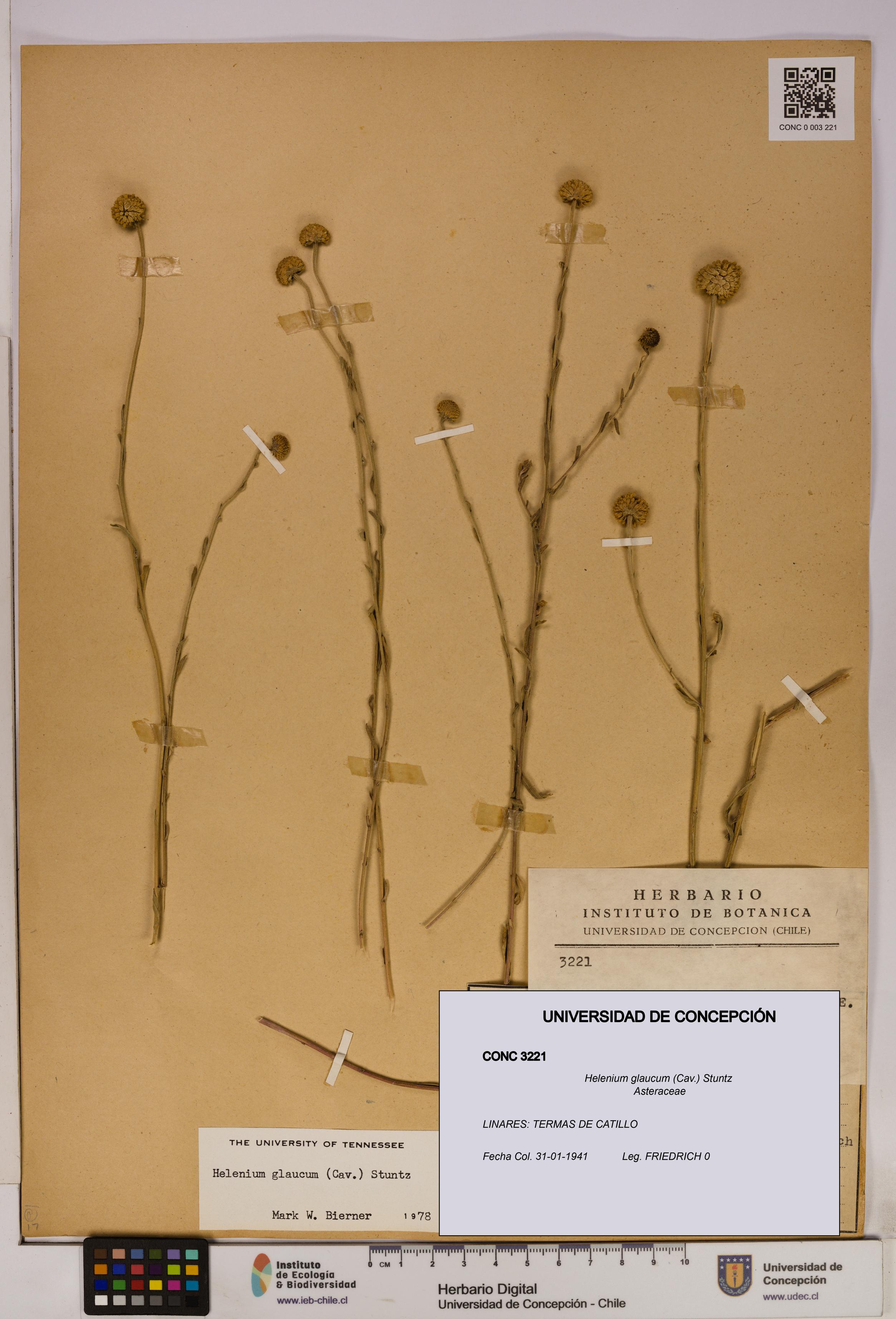 Helenium glaucum [Espécimen: UDEC:CONC:0003221]