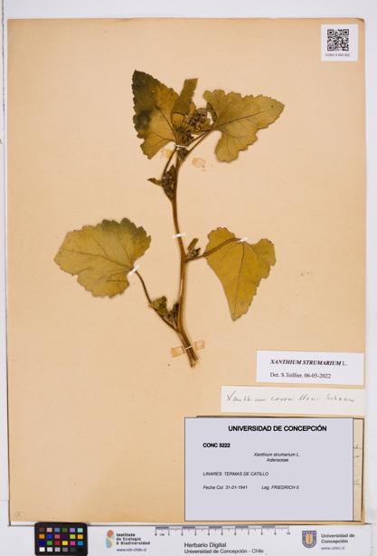Xanthium strumarium [Espécimen: ]