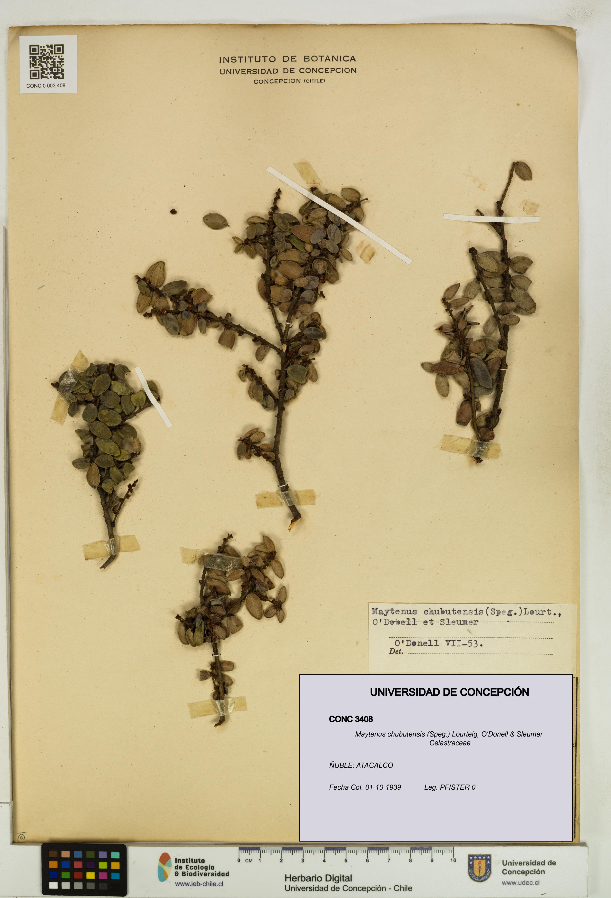 Maytenus chubutensis [Espécimen: UDEC:CONC:0003408]