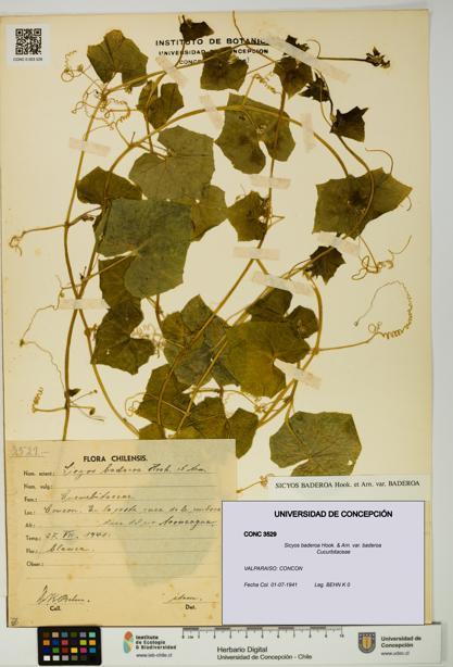 Sicyos baderoa var. baderoa [Espécimen: UDEC:CONC:0003529]