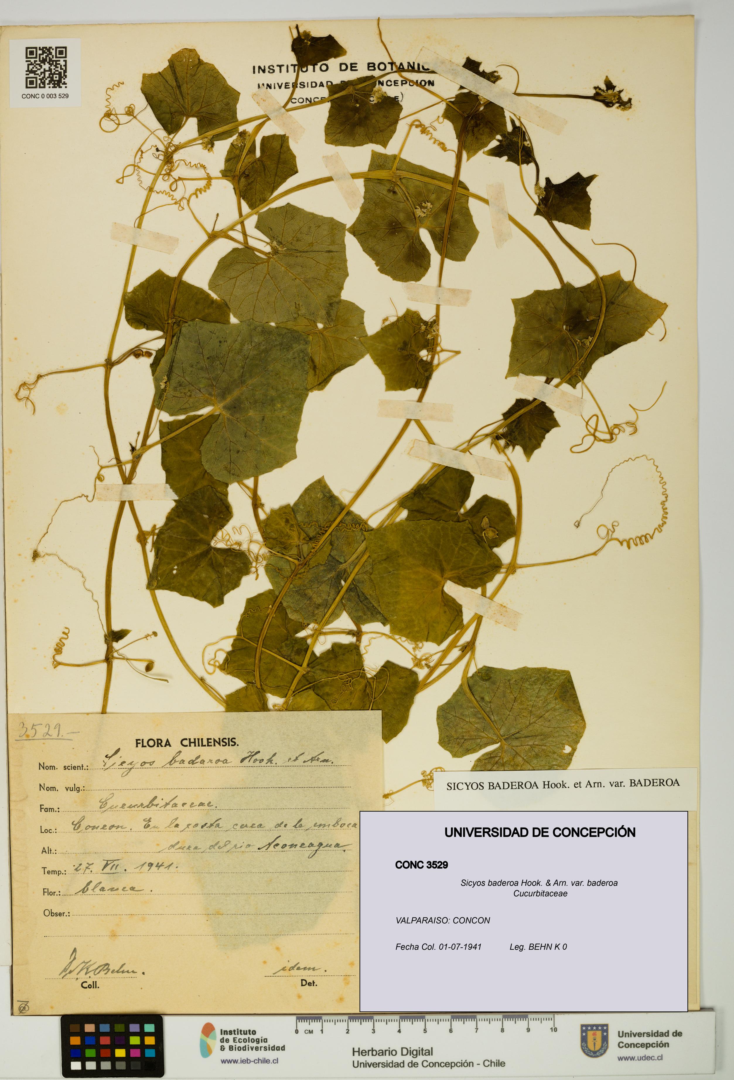 Sicyos baderoa var. baderoa [Espécimen: UDEC:CONC:0003529]