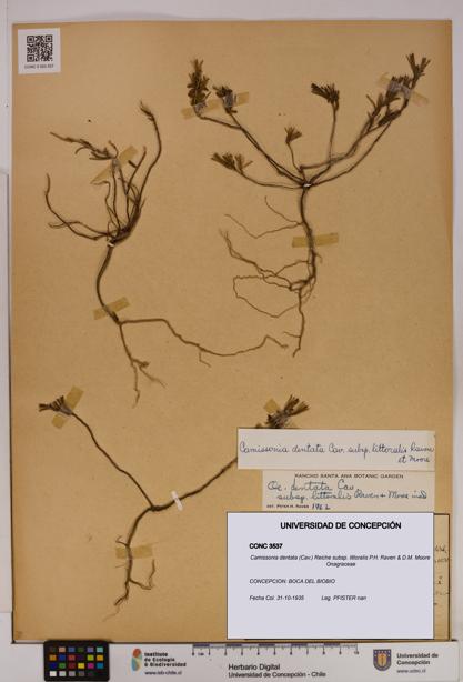 Camissonia dentata subsp. littoralis [Espécimen: UDEC:CONC:0003537]