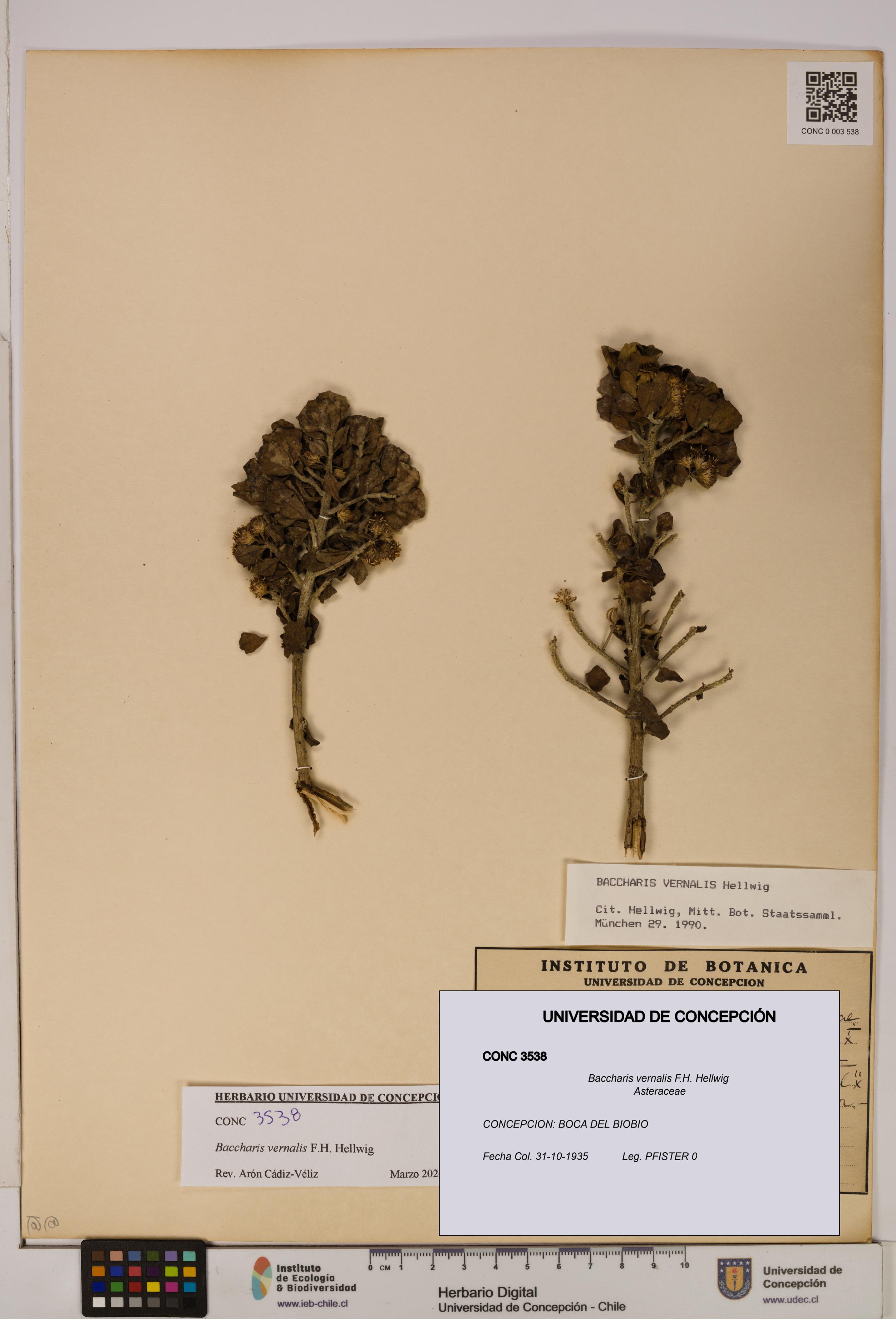 Baccharis vernalis [Espécimen: UDEC:CONC:0003538]