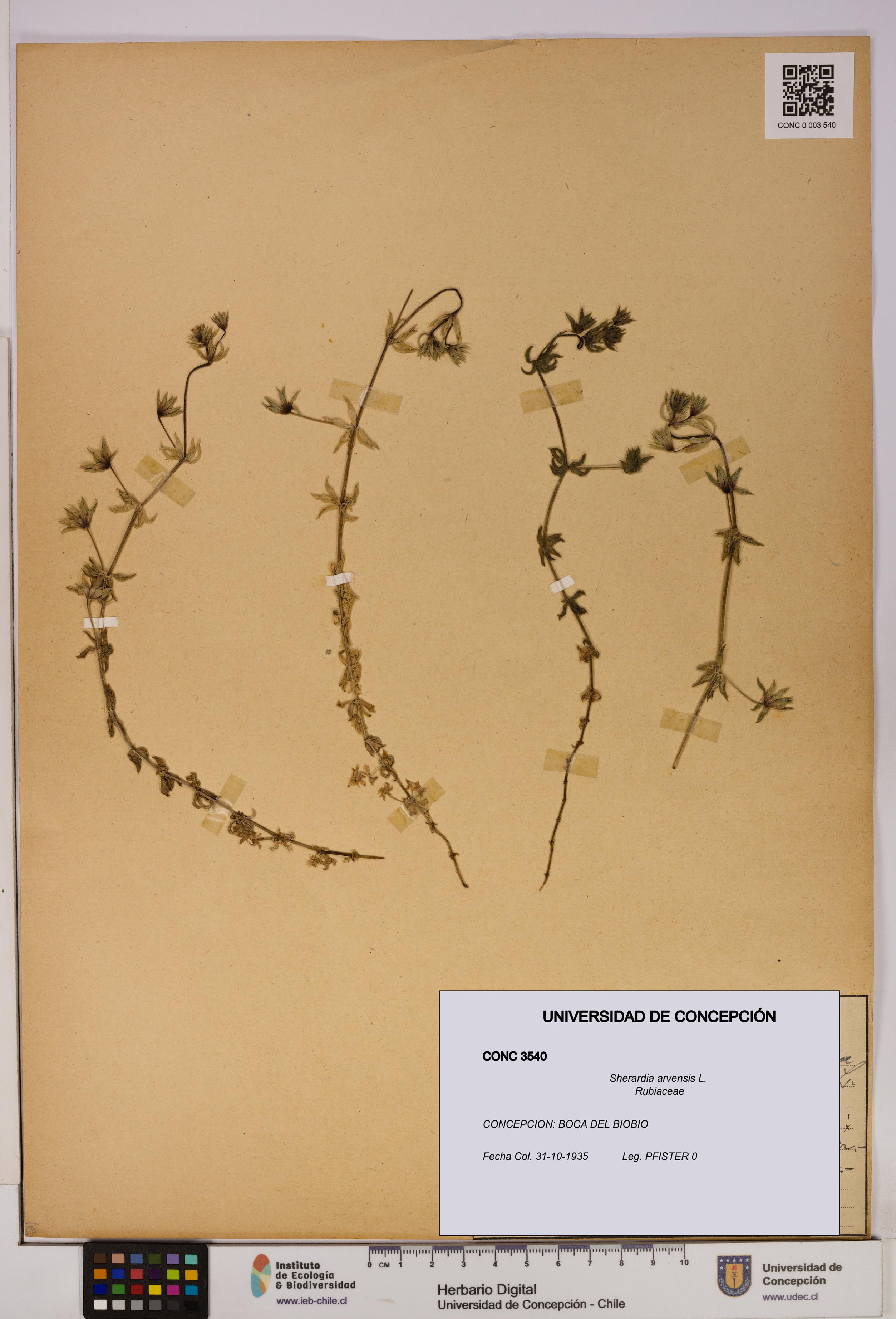 Sherardia arvensis [Espécimen: UDEC:CONC:0003540]