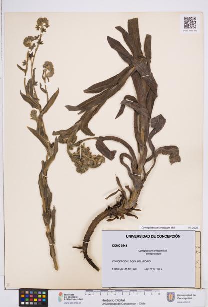 Cynoglossum creticum [Espécimen: ]