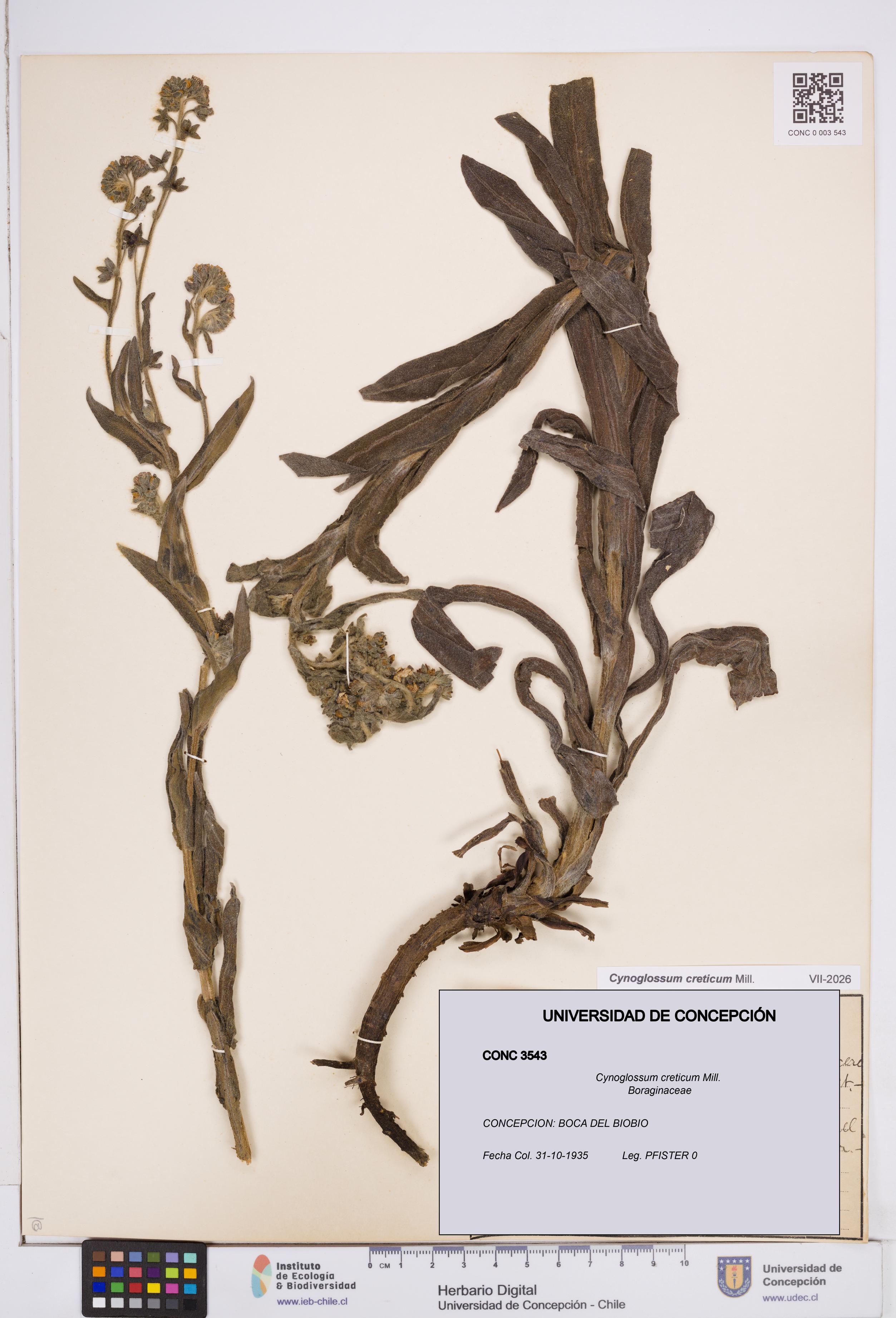 Cynoglossum creticum [Espécimen: ]