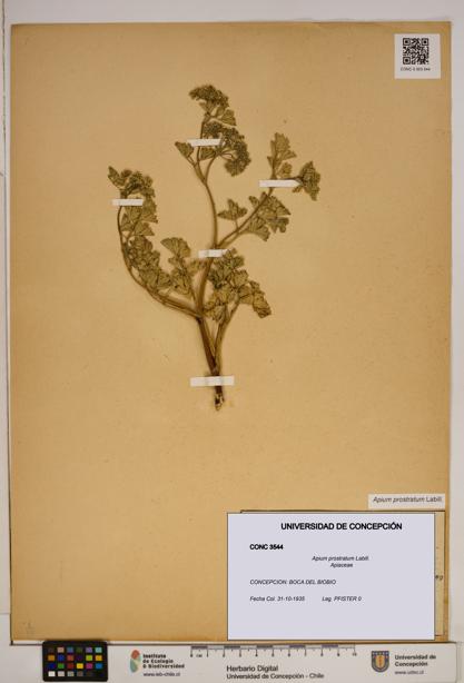 Apium prostratum [Espécimen: ]