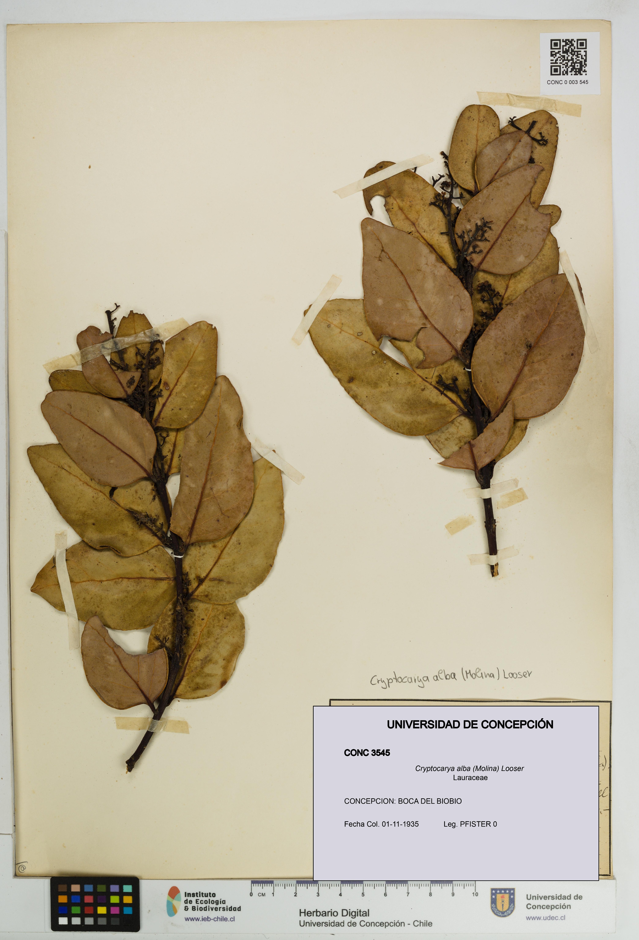 Cryptocarya alba [Espécimen: UDEC:CONC:0003545]