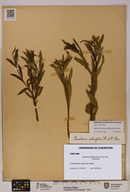 Baccharis salicifolia [Espécimen: UDEC:CONC:0003548]
