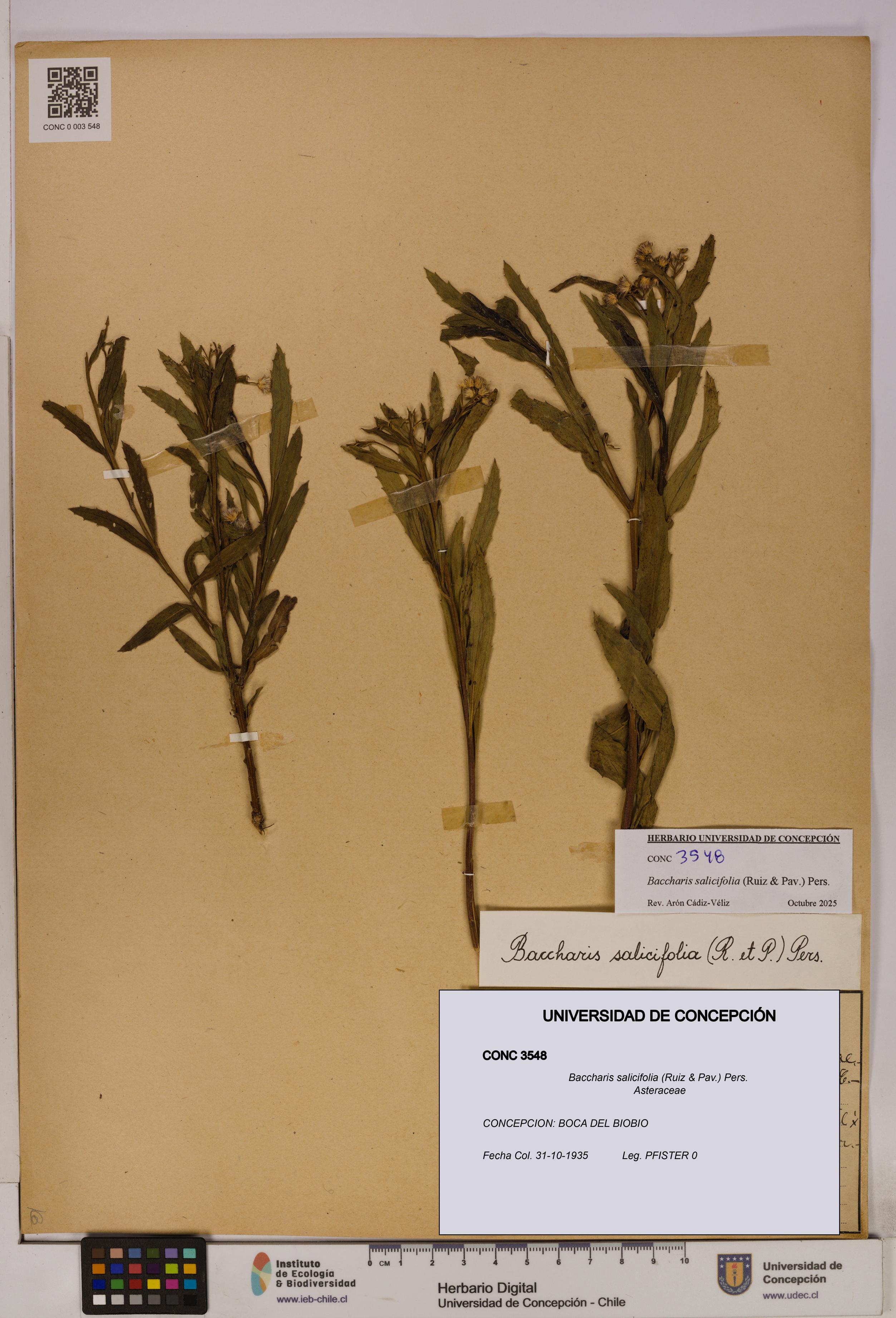 Baccharis salicifolia [Espécimen: UDEC:CONC:0003548]