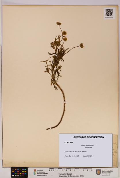 Cotula coronopifolia [Espécimen: UDEC:CONC:0003555]