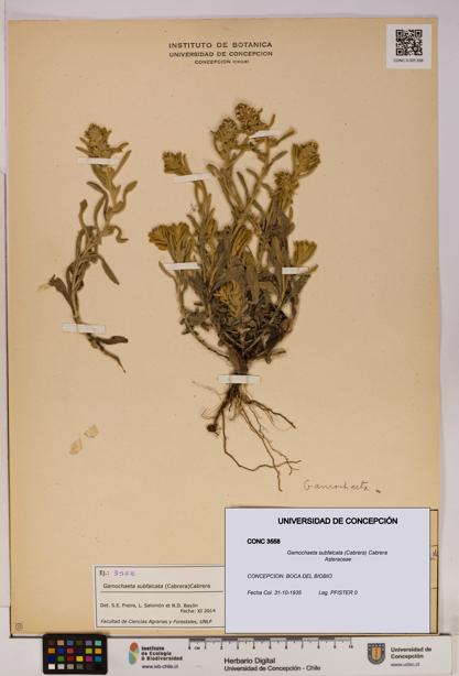 Gamochaeta subfalcata [Espécimen: UDEC:CONC:0003558]