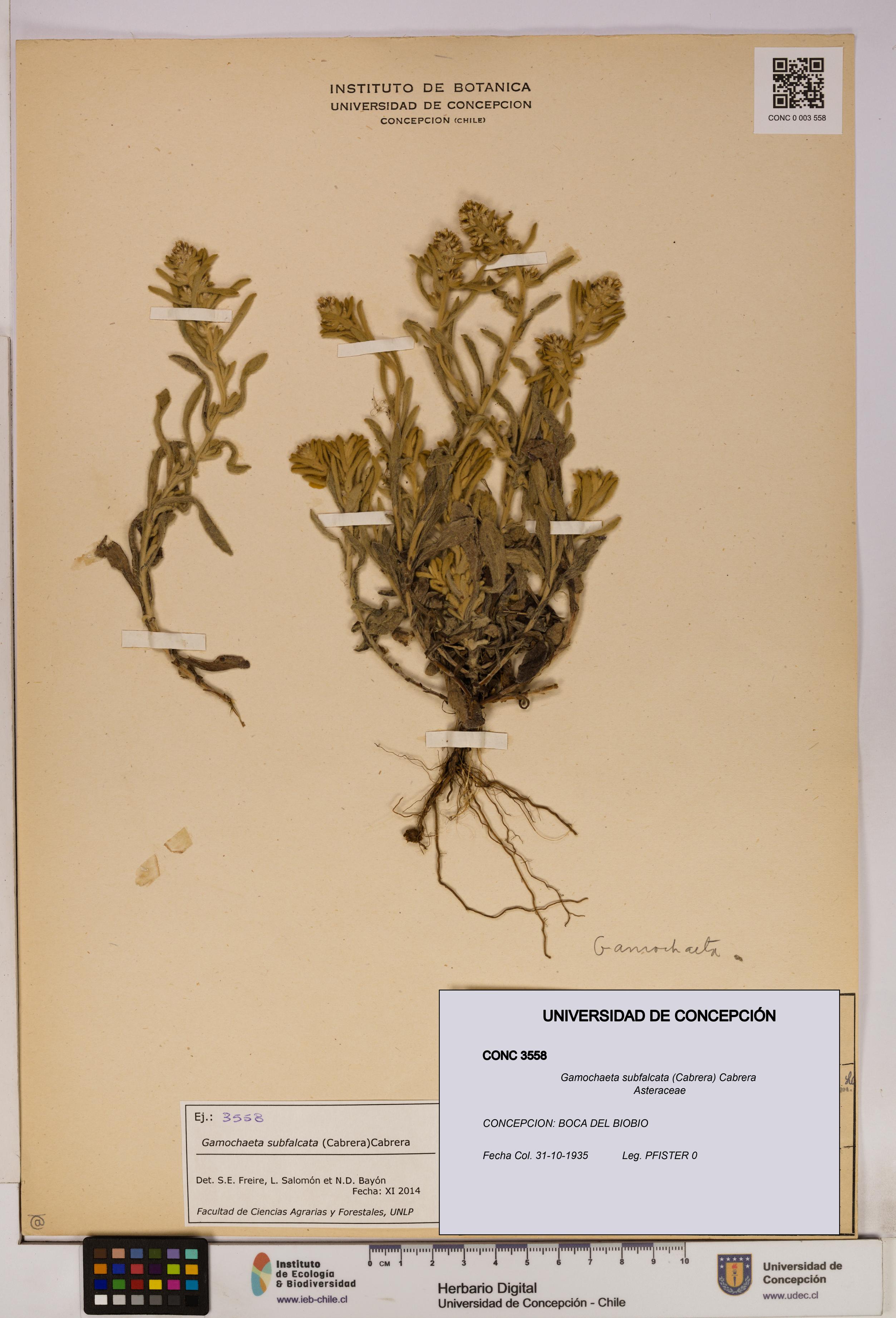 Gamochaeta subfalcata [Espécimen: UDEC:CONC:0003558]