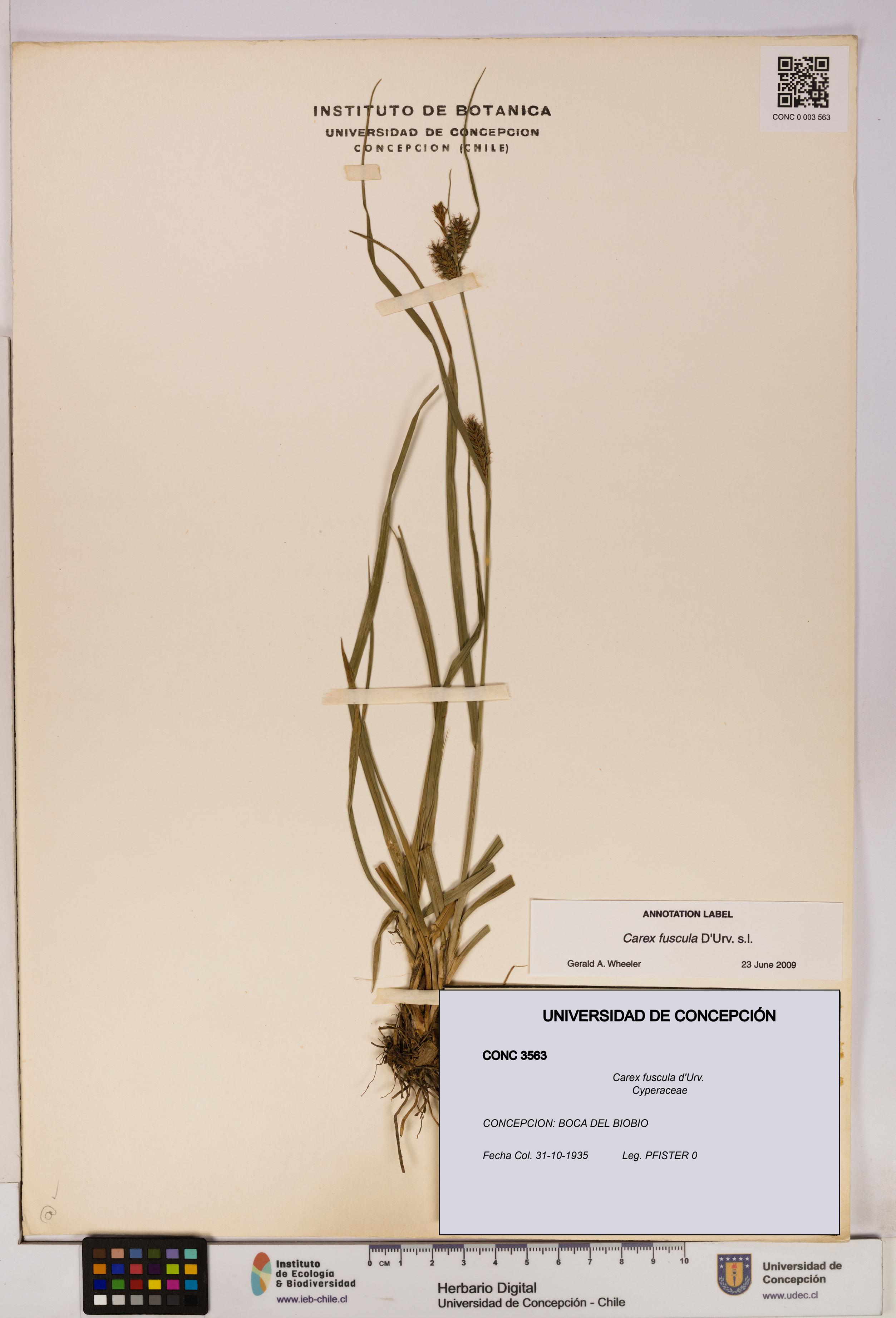 Carex fuscula [Espécimen: UDEC:CONC:0003563]