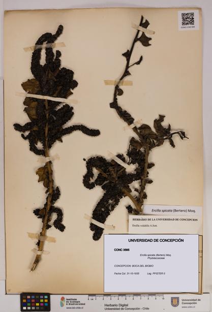 Ercilla spicata [Espécimen: UDEC:CONC:0003565]