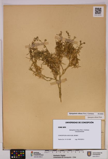 Spergularia villosa [Espécimen: UDEC:CONC:0003570]