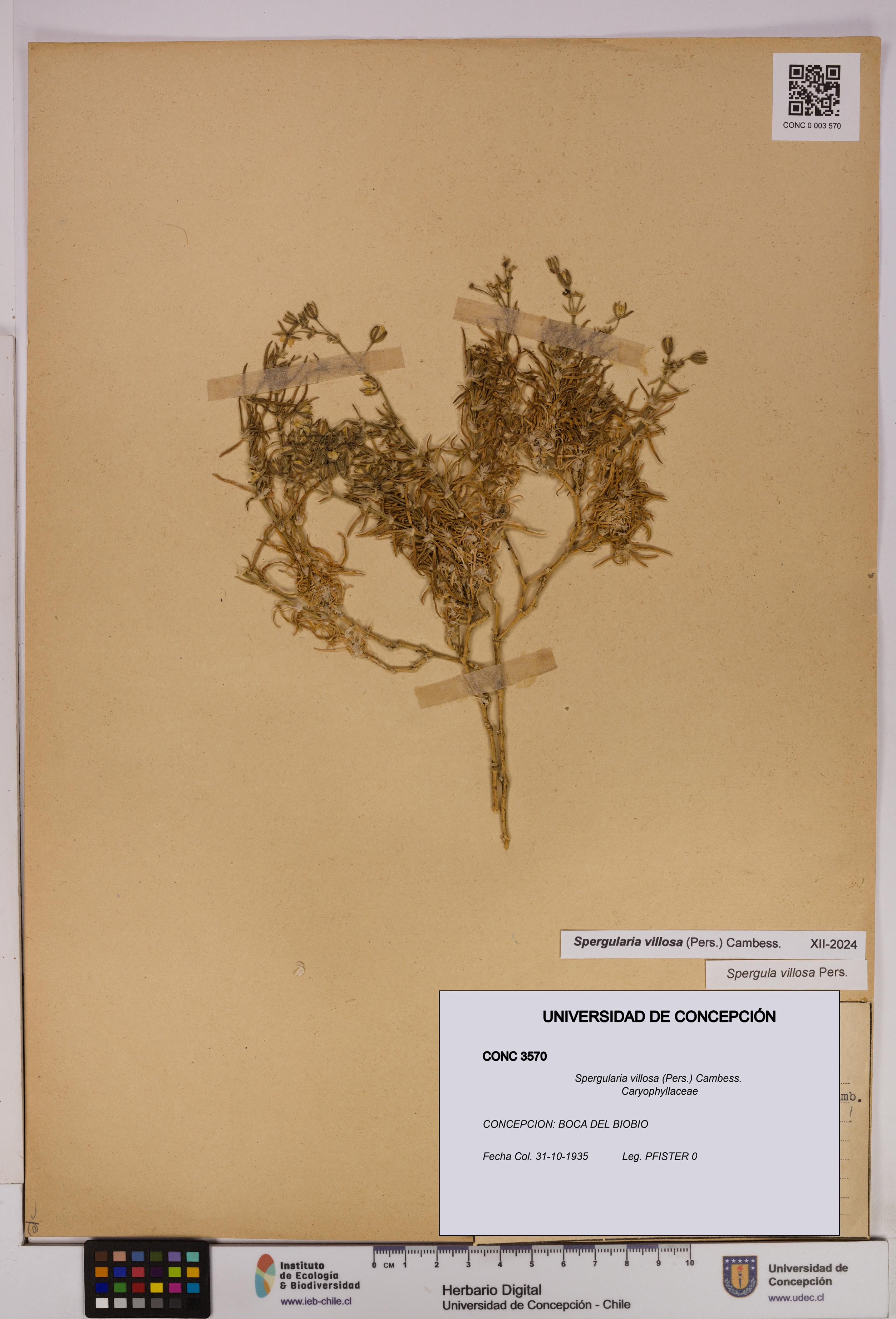 Spergularia villosa [Espécimen: UDEC:CONC:0003570]