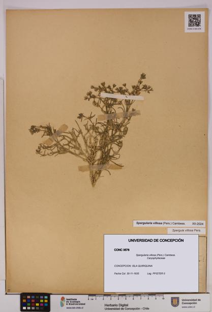 Spergularia villosa [Espécimen: UDEC:CONC:0003578]