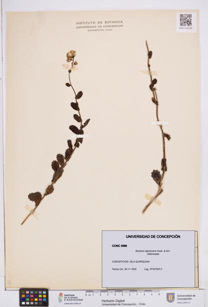 Senecio nigrescens [Espécimen: ]