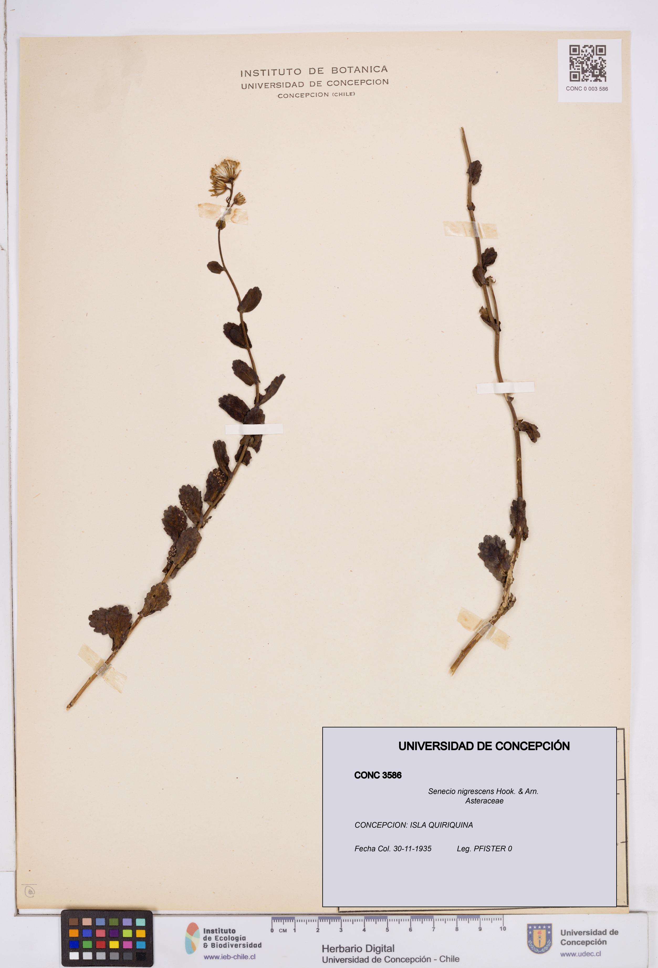 Senecio nigrescens [Espécimen: ]