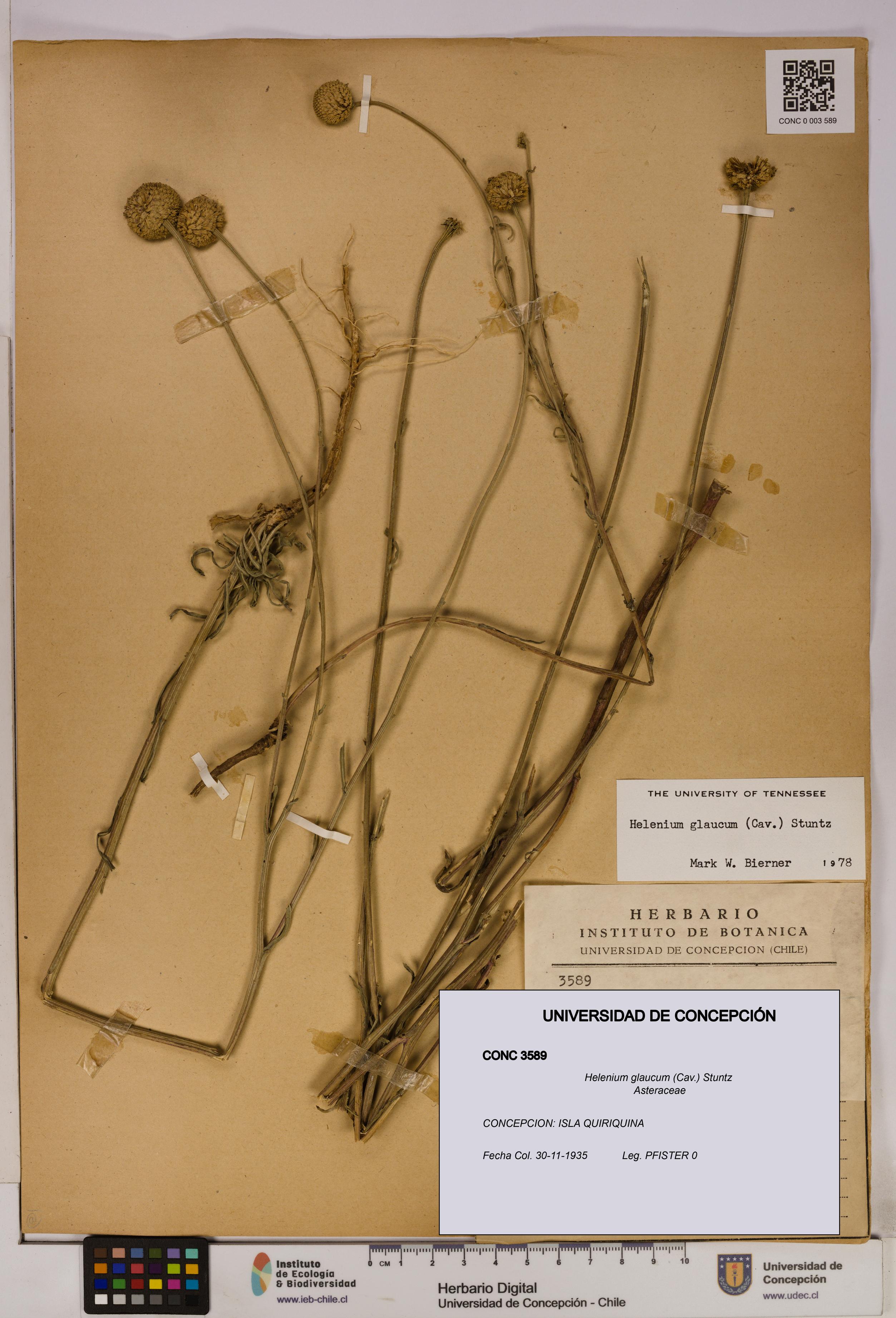 Helenium glaucum [Espécimen: UDEC:CONC:0003589]