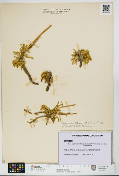 Gamocarpha alpina subsp. alpina [Espécimen: UDEC:CONC:0003600]