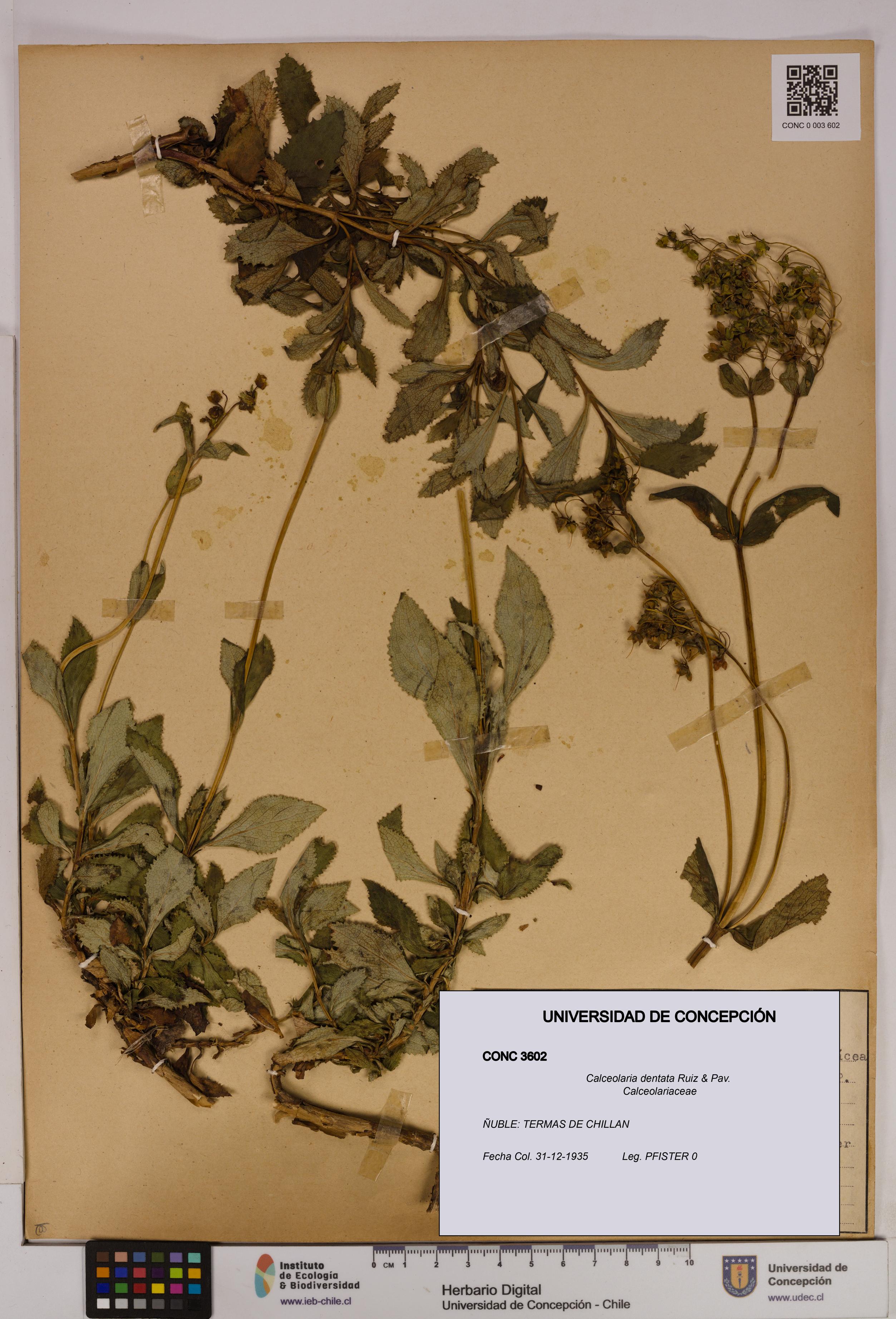Calceolaria dentata [Espécimen: UDEC:CONC:0003602]