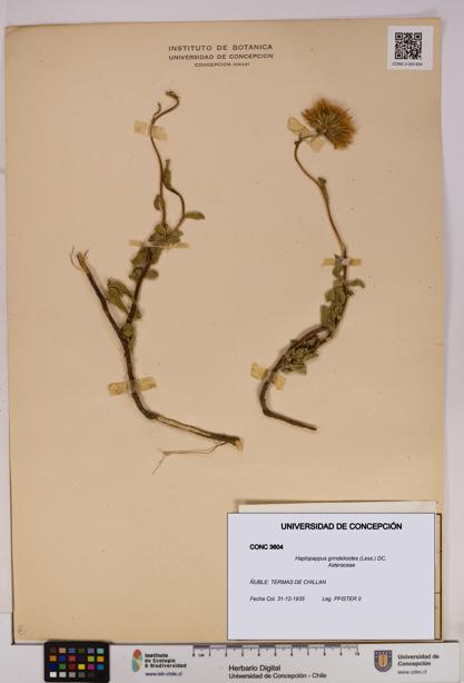 Haplopappus grindelioides [Espécimen: UDEC:CONC:0003604]