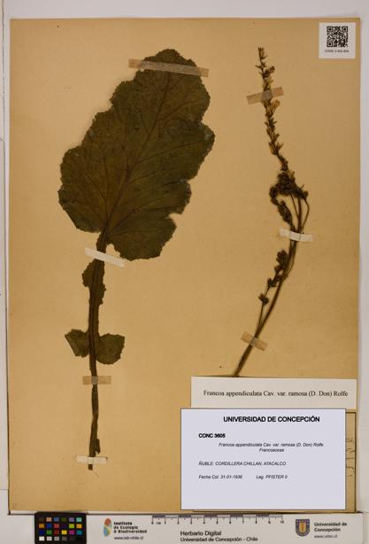 Francoa appendiculata [Espécimen: ]