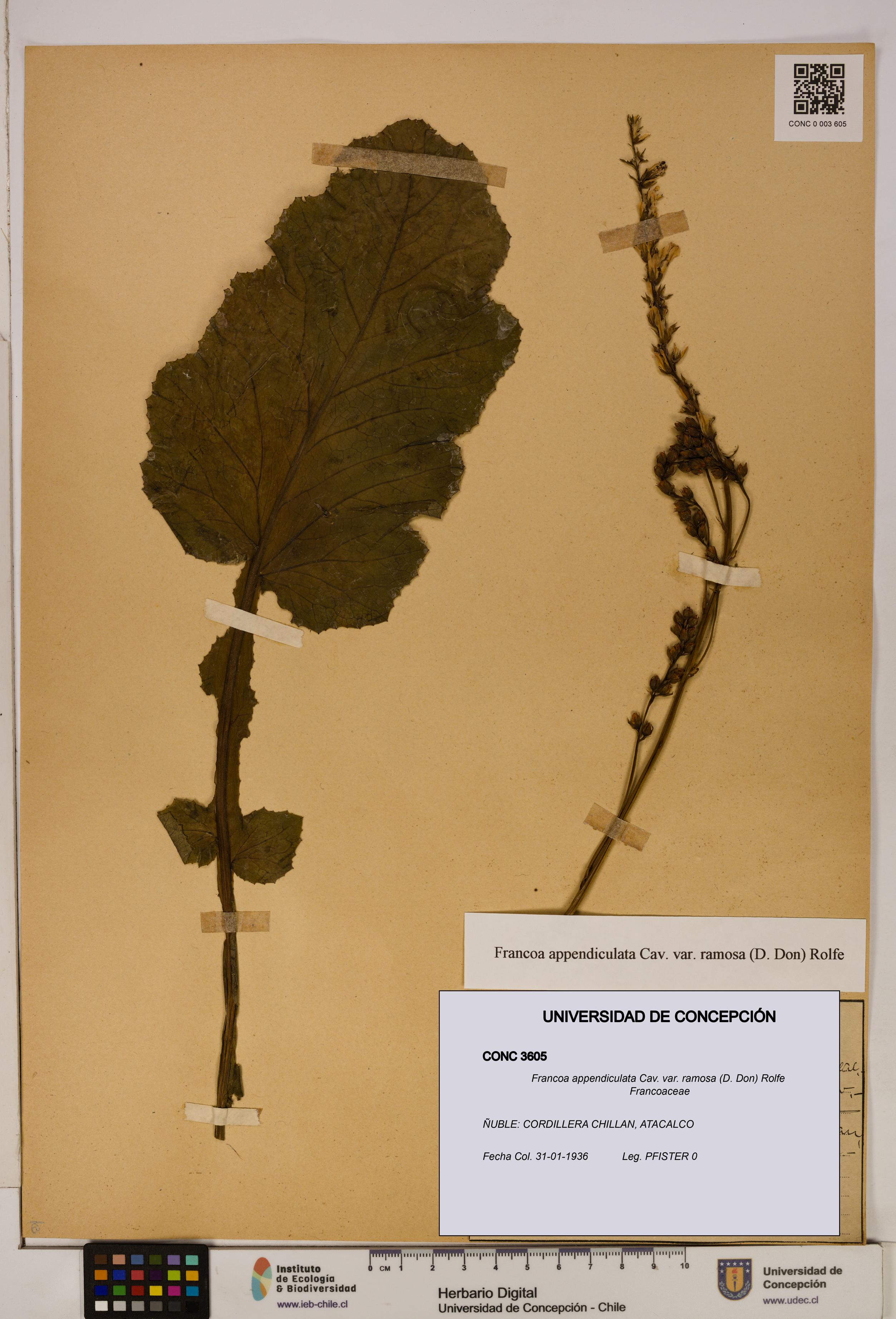 Francoa appendiculata [Espécimen: ]
