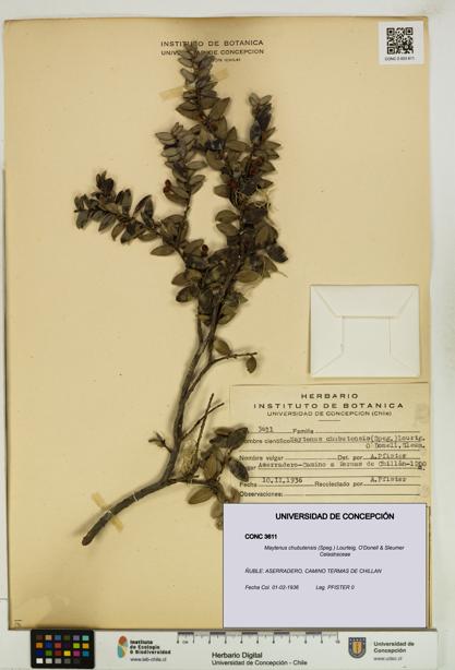 Maytenus chubutensis [Espécimen: UDEC:CONC:0003611]