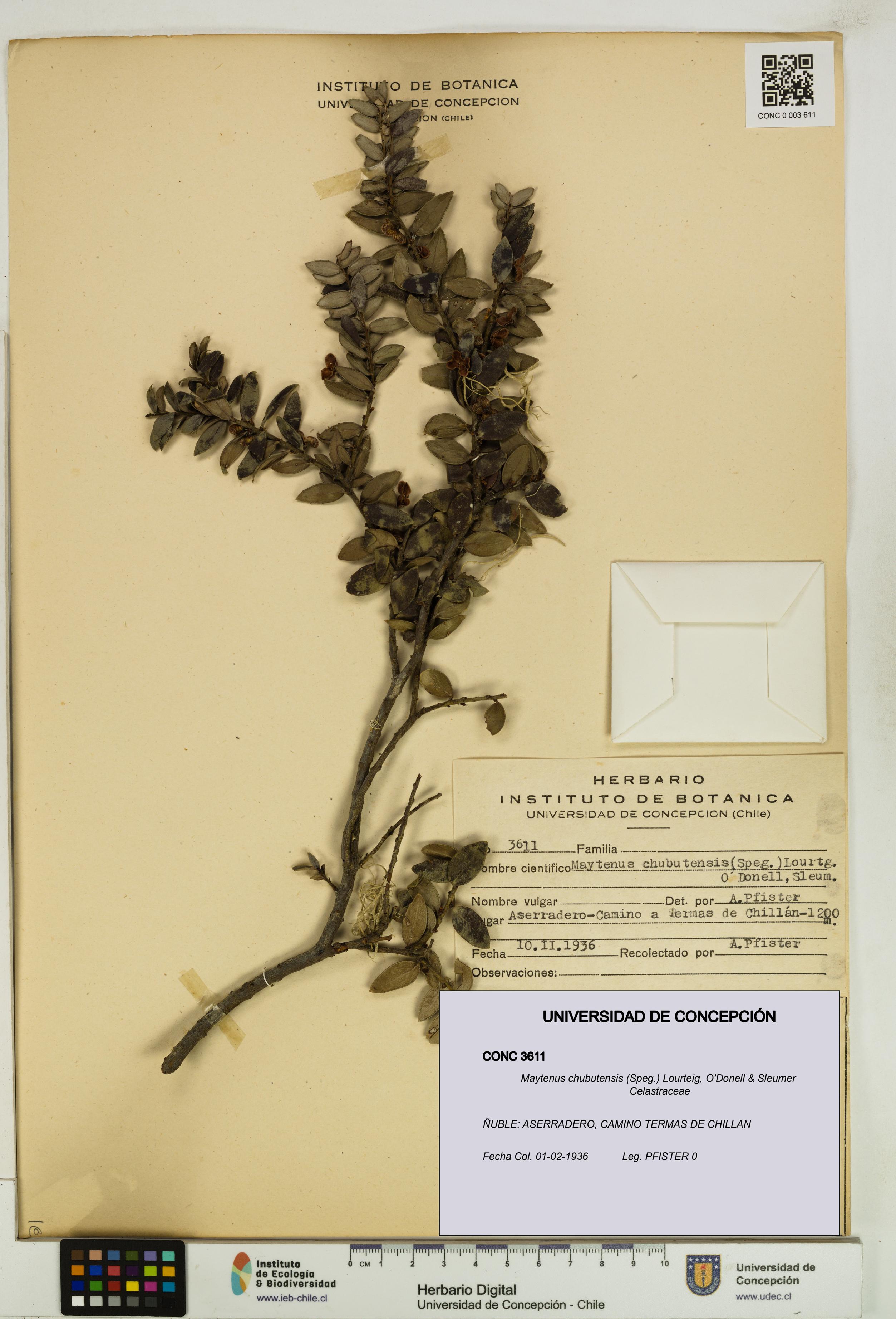 Maytenus chubutensis [Espécimen: UDEC:CONC:0003611]