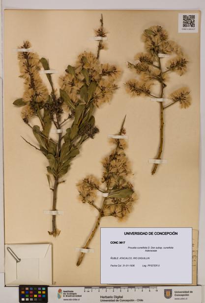 Proustia cuneifolia subsp. cuneifolia [Espécimen: UDEC:CONC:0003617]