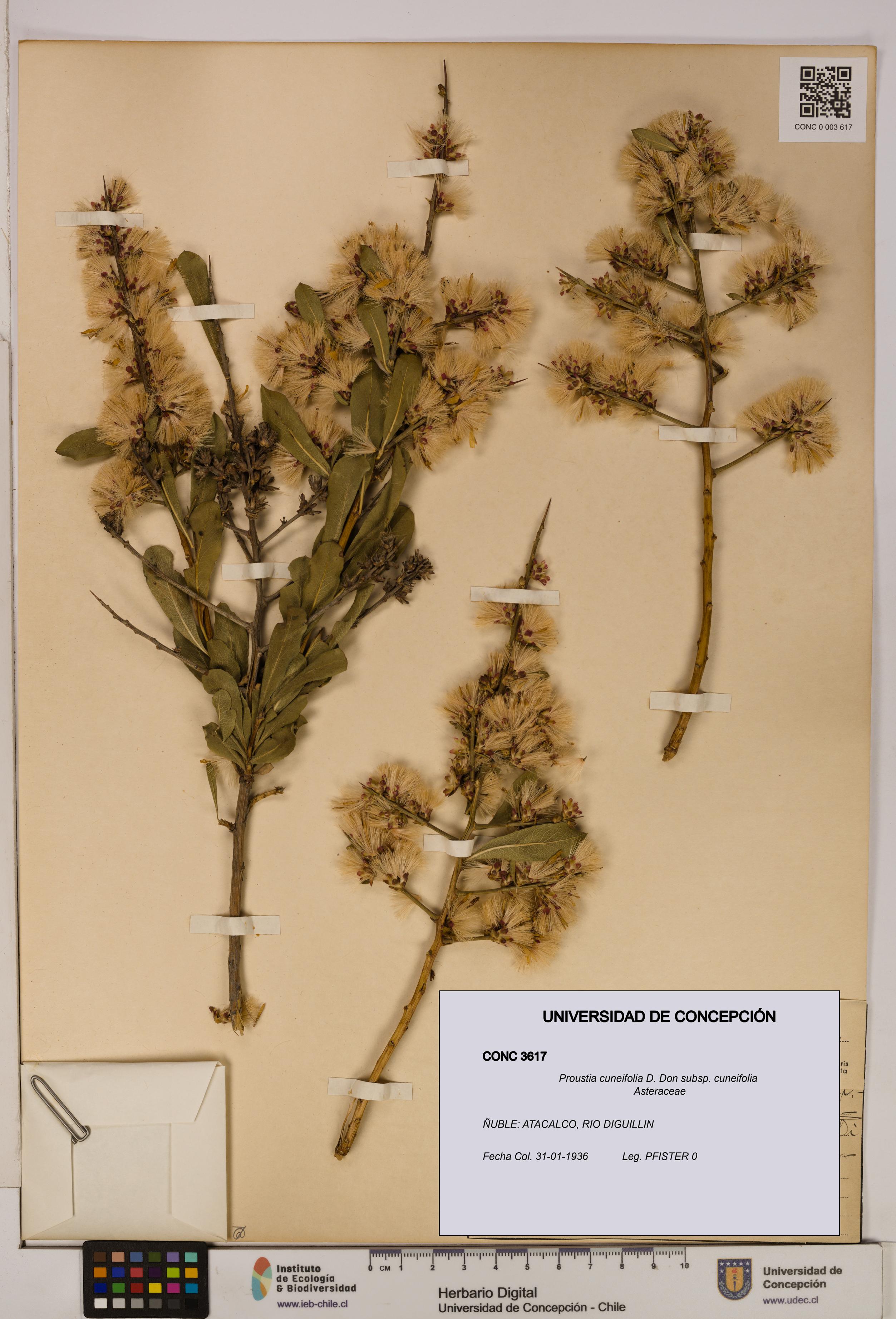 Proustia cuneifolia subsp. cuneifolia [Espécimen: UDEC:CONC:0003617]