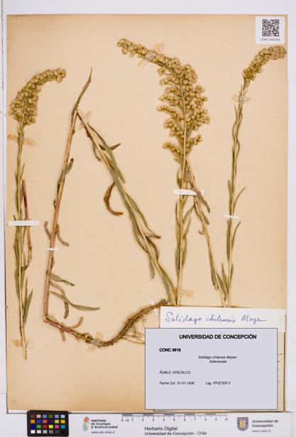 Solidago chilensis [Espécimen: ]