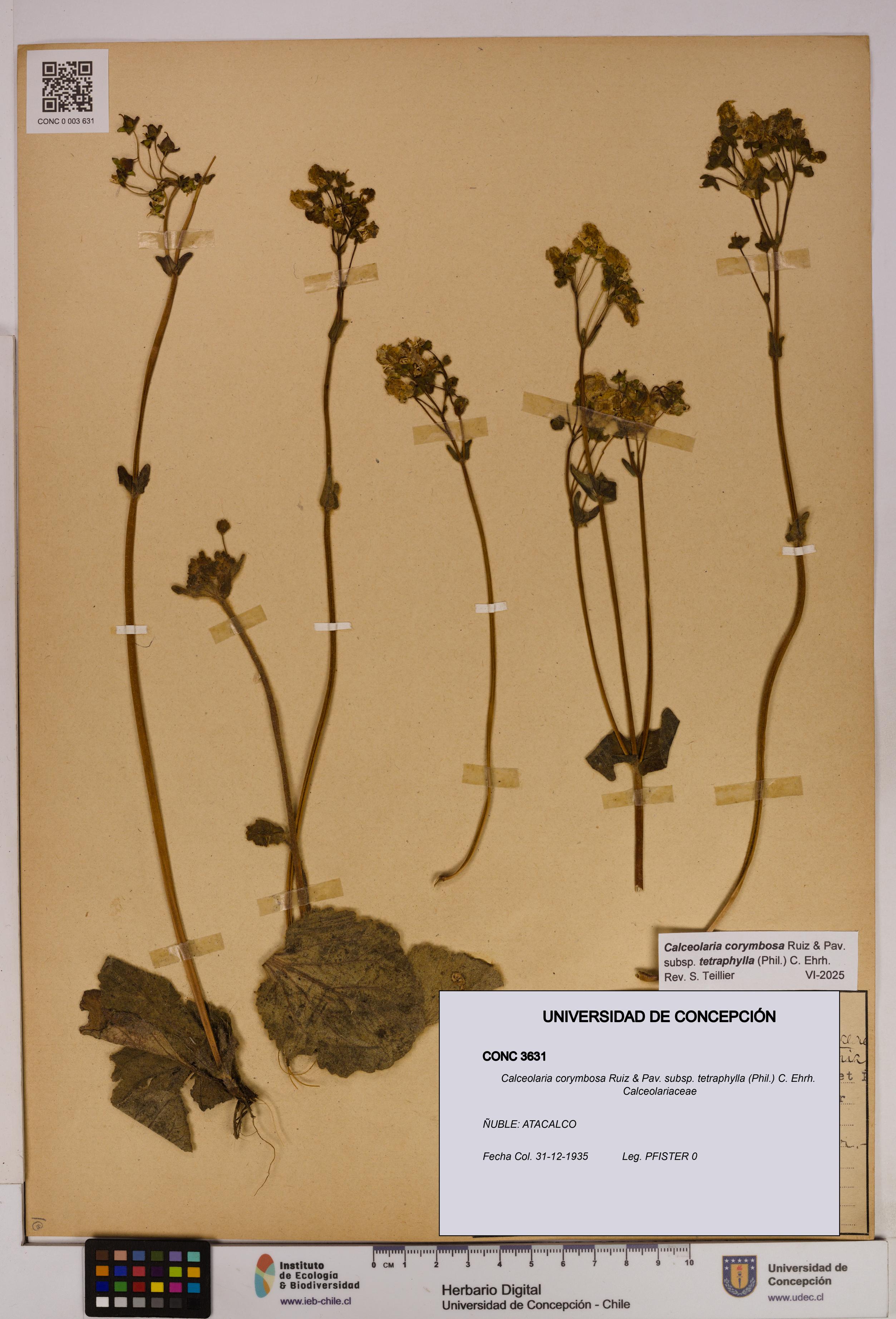 Calceolaria corymbosa [Espécimen: UDEC:CONC:0003631]