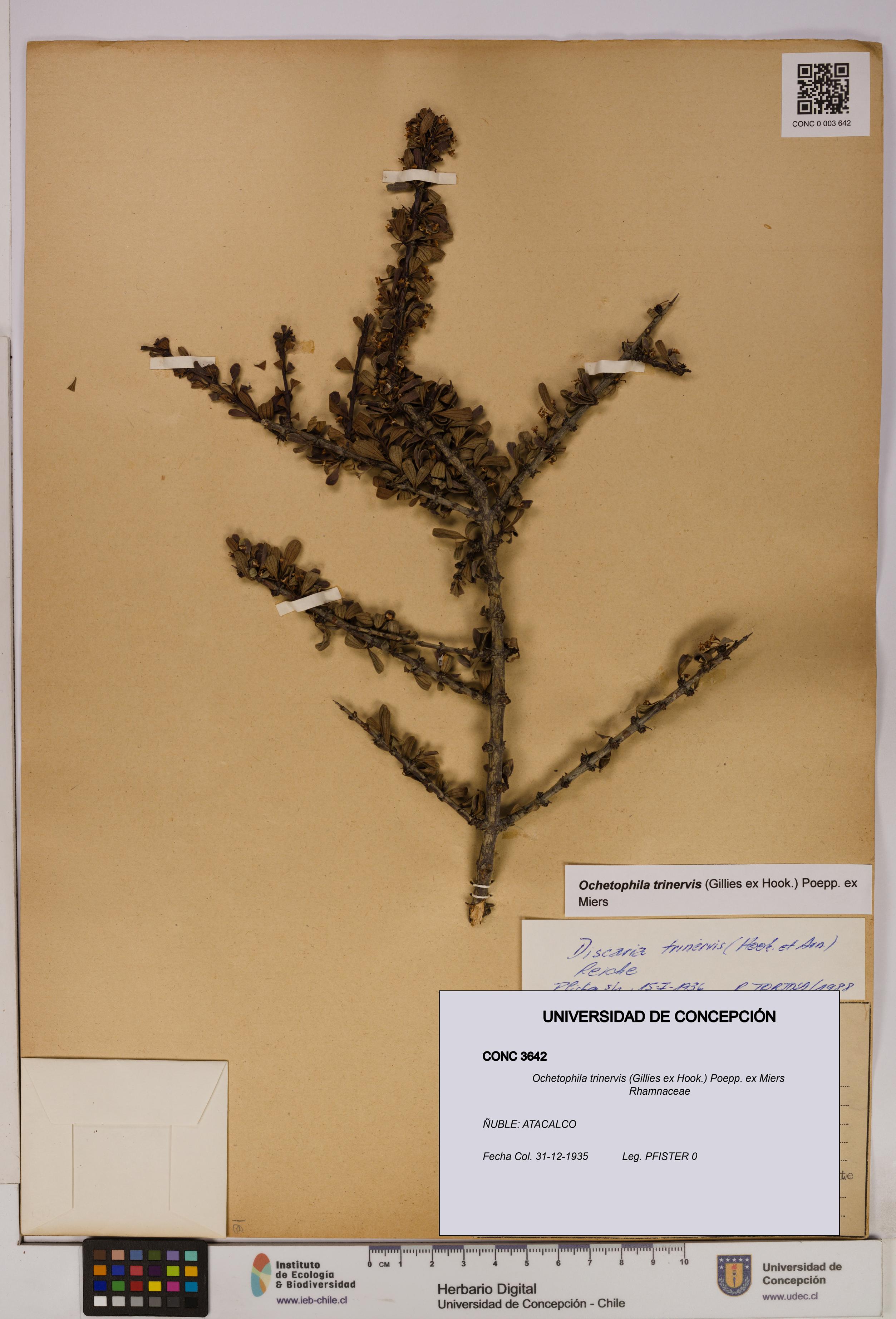 Ochetophila trinervis [Espécimen: UDEC:CONC:0003642]