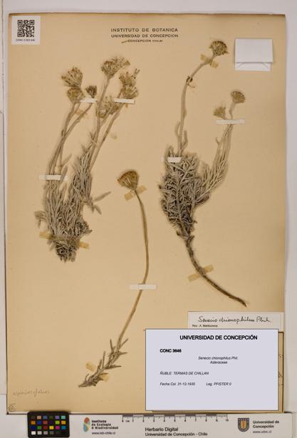 Senecio chionophilus [Espécimen: UDEC:CONC:0003646]