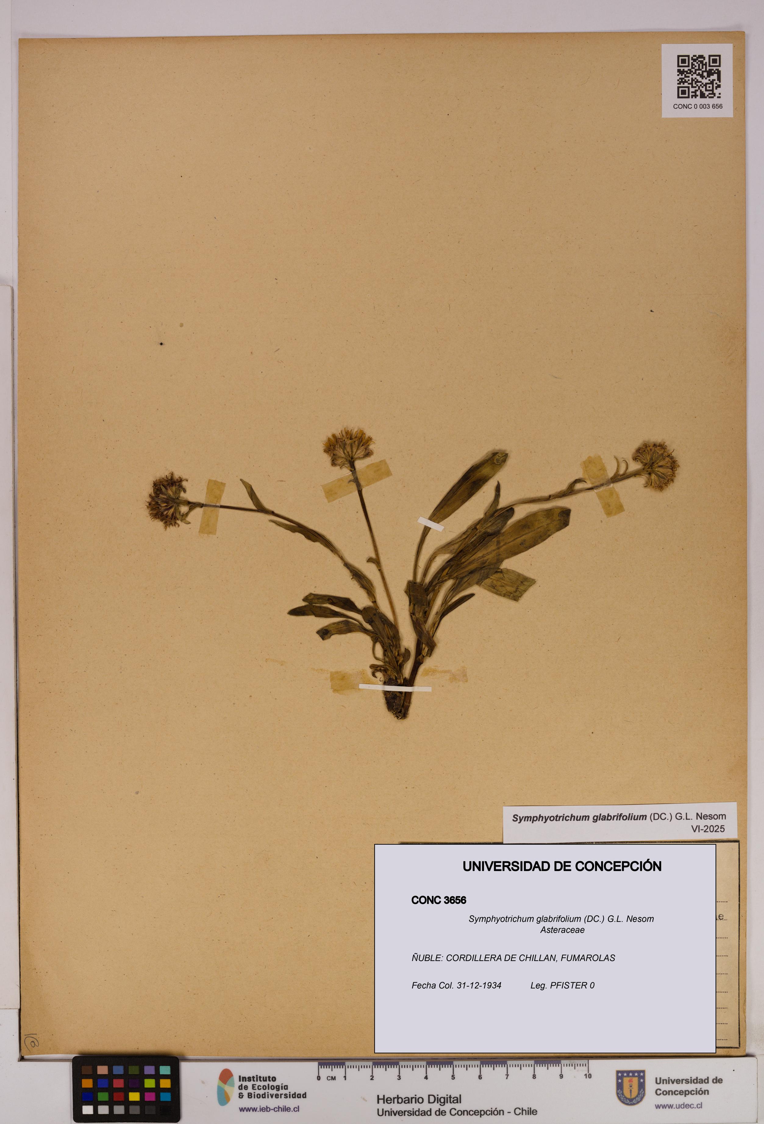Symphyotrichum glabrifolium [Espécimen: UDEC:CONC:0003656]