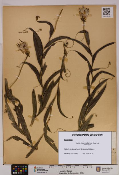 Mutisia decurrens [Espécimen: UDEC:CONC:0003662]