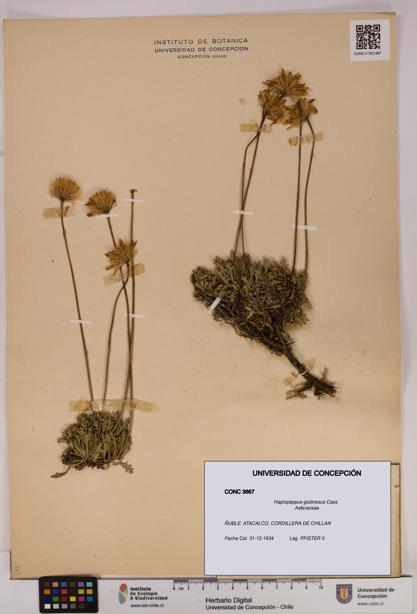 Haplopappus glutinosus [Espécimen: UDEC:CONC:0003667]