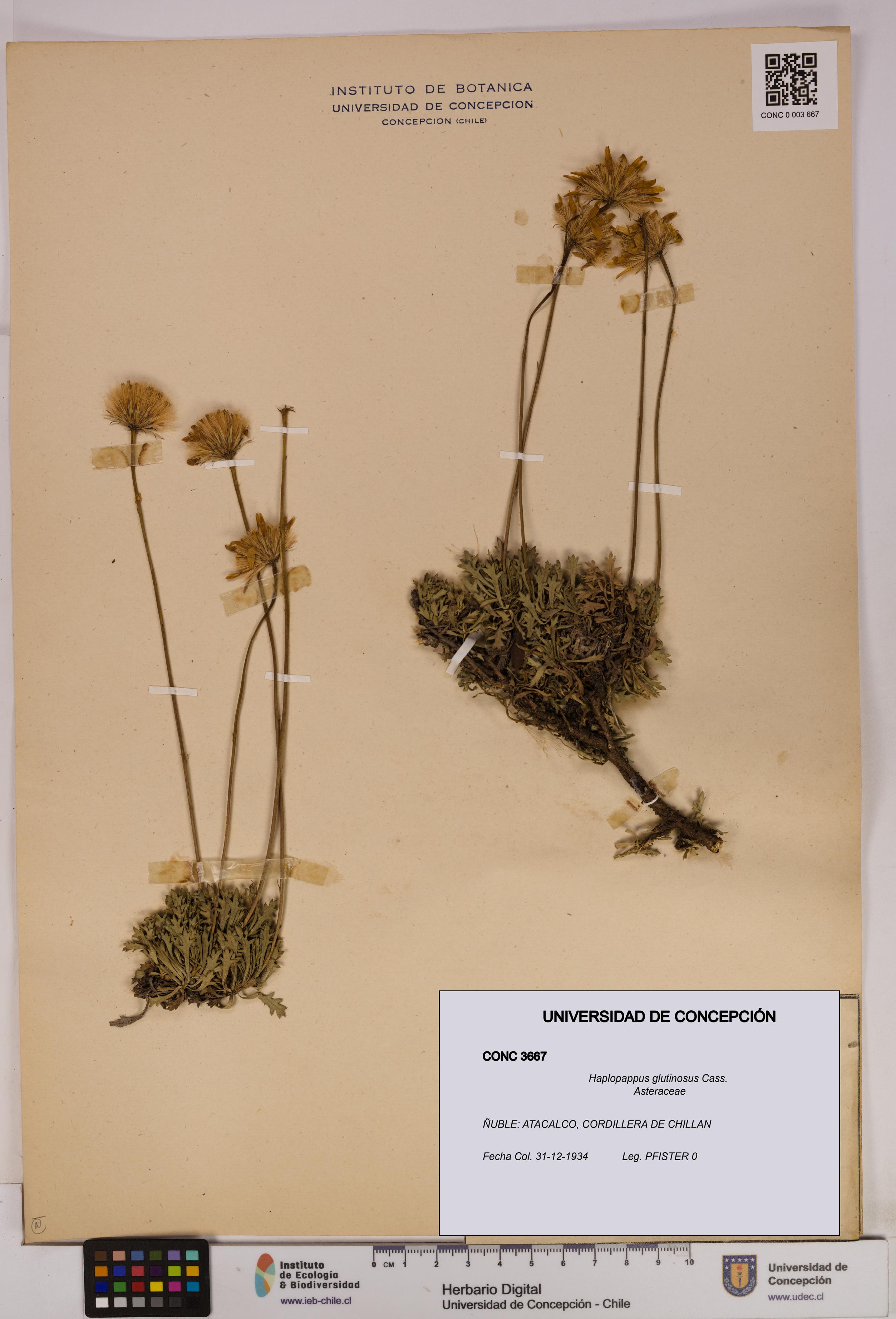 Haplopappus glutinosus [Espécimen: UDEC:CONC:0003667]