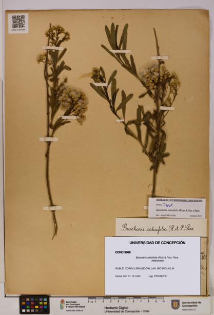 Baccharis salicifolia [Espécimen: UDEC:CONC:0003669]