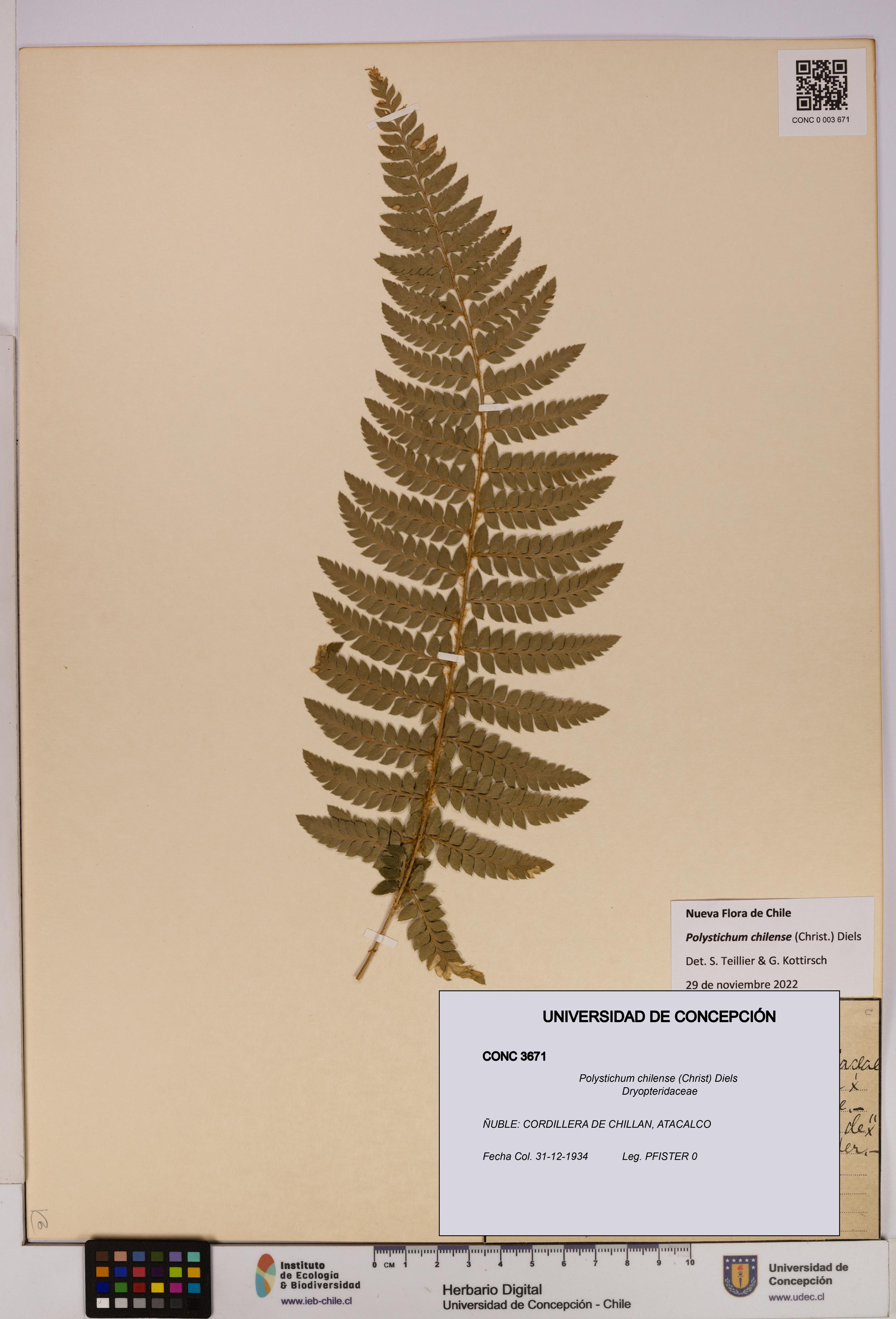 Polystichum chilense [Espécimen: UDEC:CONC:0003671]