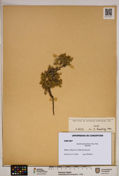 Azorella spinosa [Espécimen: ]