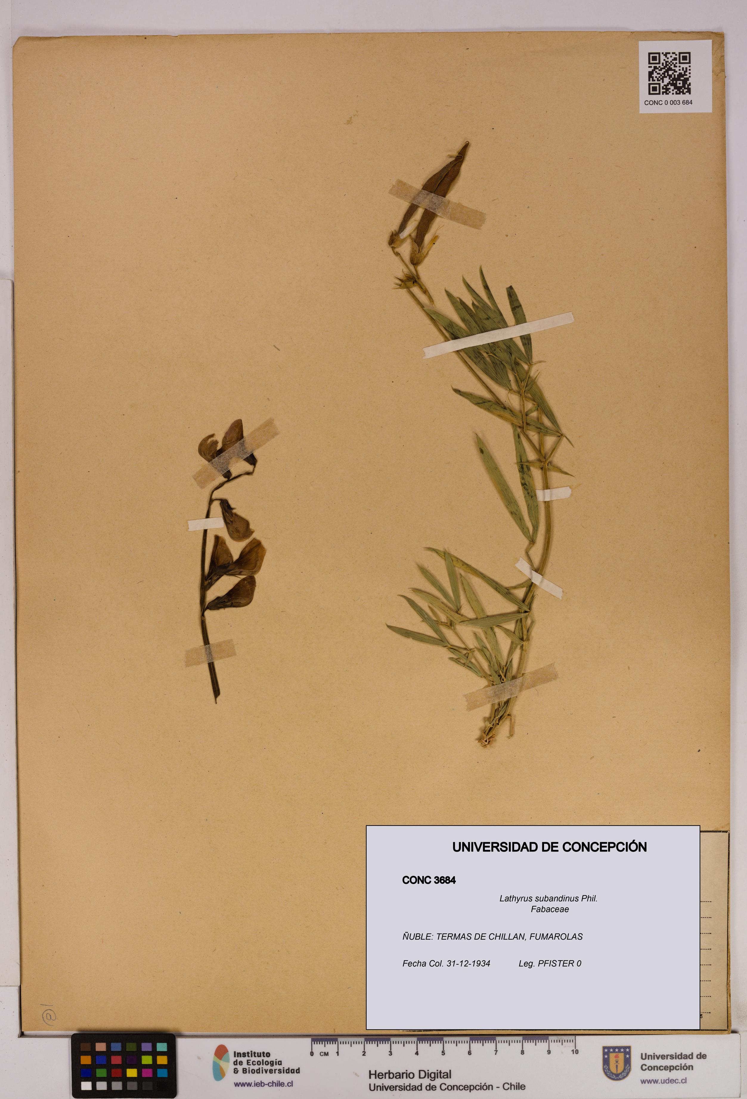 Lathyrus subandinus [Espécimen: UDEC:CONC:0003684]