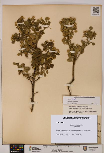 Baccharis ocellata [Espécimen: UDEC:CONC:0003687]