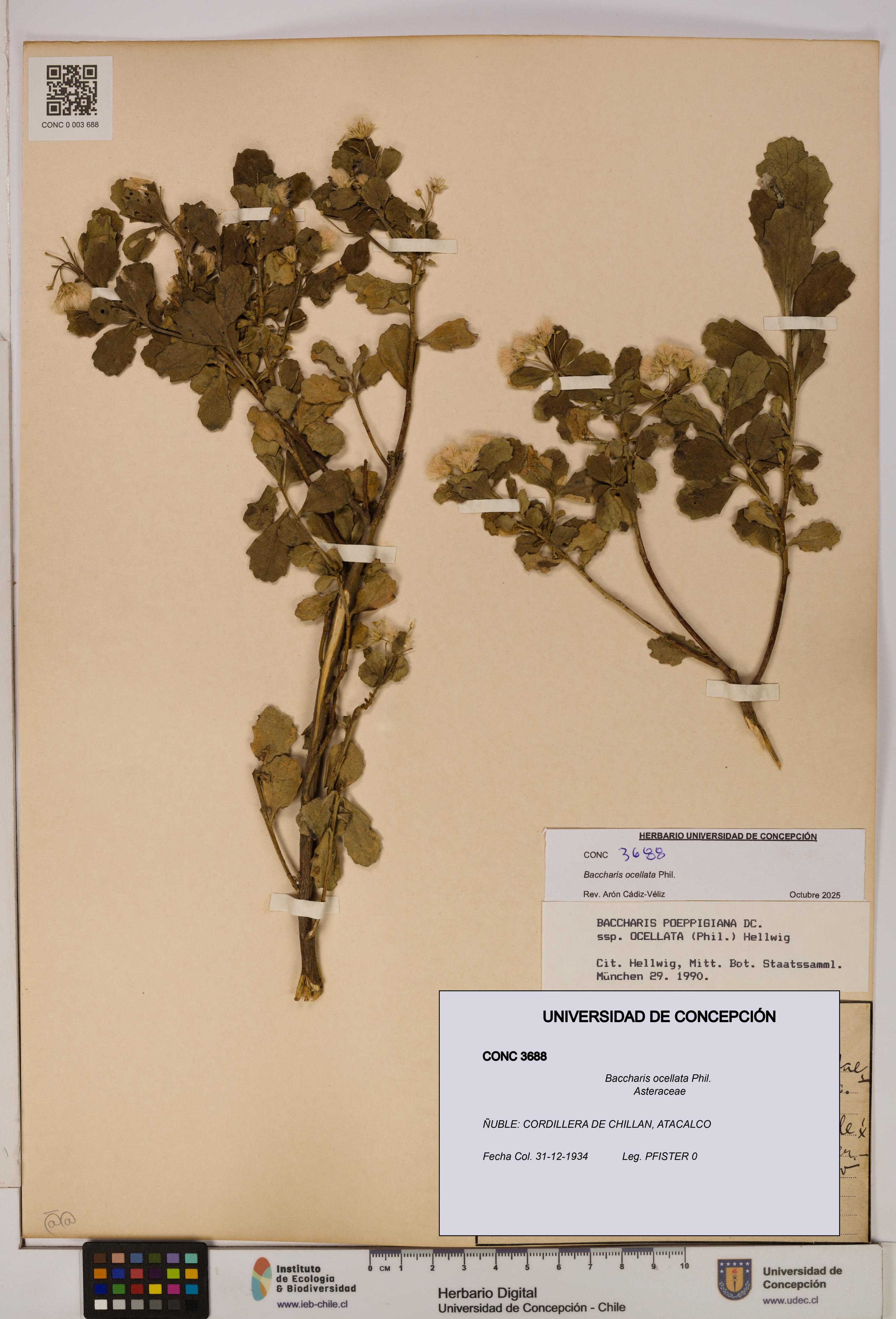 Baccharis ocellata [Espécimen: UDEC:CONC:0003688]