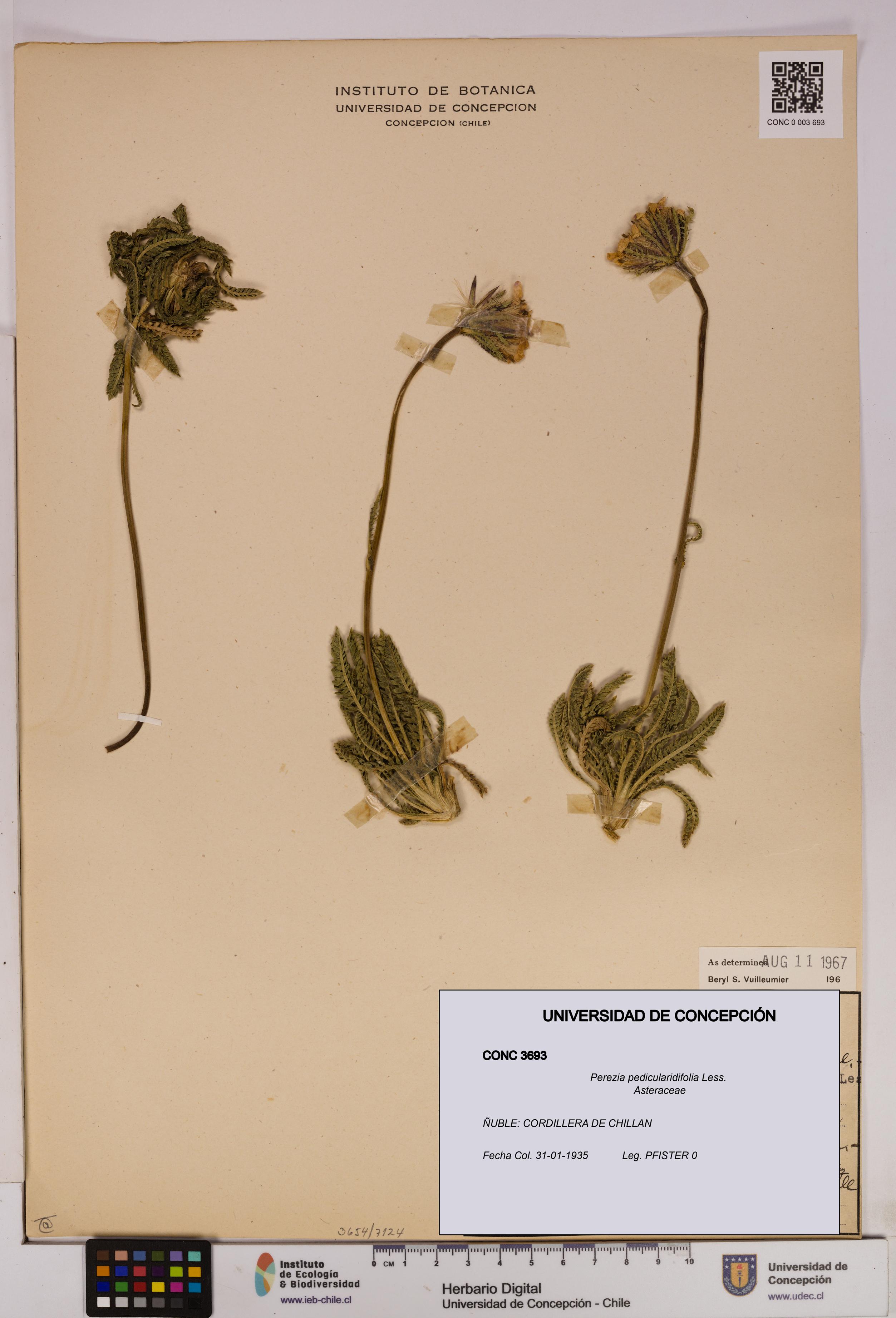 Perezia pedicularidifolia [Espécimen: UDEC:CONC:0003693]