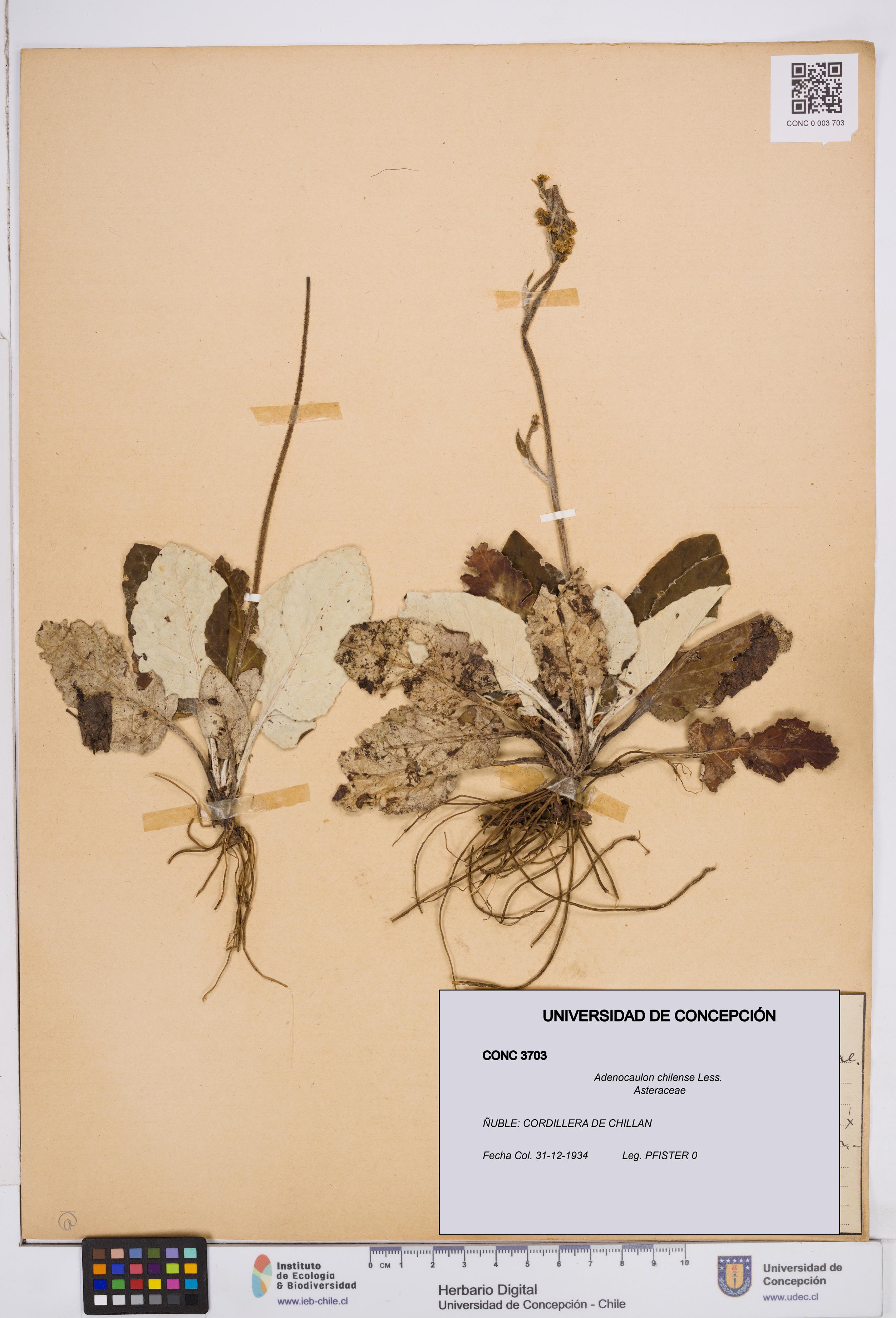 Adenocaulon chilense [Espécimen: ]